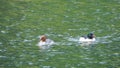 Male and female goosanders, Mergus merganser, in Blackford Pond. Edinburgh, Scotland