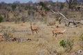 Male and female Grant's gazelles on African savanna at Tsavo East National Park in Kenya Royalty Free Stock Photo