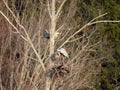 Great Blue Heron couple at nest in NYS FingerLakes