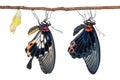 Male and female Great Mormon Papilio memnon butterflies