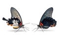 Male and female Great Mormon Papilio memnon butterfly