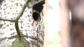 A male and a female Great Spotted Woodpecker take turns feeding their chicks in a birch hollow