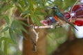 A male & female Greater Double-collared sunbird