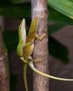 Male and Female Green Anoles Mating Royalty Free Stock Photo