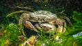 Male and female Green crab or Shore crab (Carcinus maenas, Carcinus aestuarii