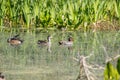 Male and female green-winged teal ducks