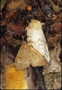 Male and Female Gypsy Moths