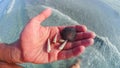 Male hand closeup holding one white seashell sea shell during shelling fun activity on Florida during day at Gulf of