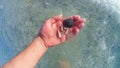 Male hand closeup holding one white seashell sea shell during shelling fun activity on Florida during day at Gulf of Royalty Free Stock Photo