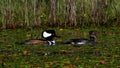 Male and female hooded merganser swimming in small pond Royalty Free Stock Photo