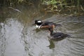 A male and female hooded merganser swimming in a stream Royalty Free Stock Photo