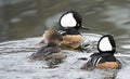 Male and female Hooded Mergansers swimming in Georgia pond Royalty Free Stock Photo