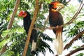 Male and female Hornbills Royalty Free Stock Photo