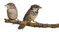 Male and Female House Sparrow, Passer