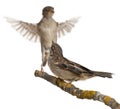 Male and Female House Sparrow, Passer