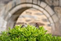 A male and a female house sparrow sitting on a bush in front of a stone wall Royalty Free Stock Photo