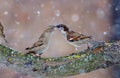 Male and female House sparrows dancing in snow storm Royalty Free Stock Photo