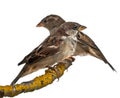 Male and Female House Sparrows, Passer