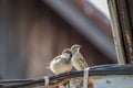 Male and female House sparrows Royalty Free Stock Photo