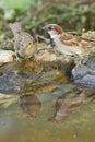 Male and female House sparrows Royalty Free Stock Photo