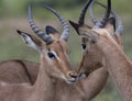 Male and female Impala, Aepyceros melampus Royalty Free Stock Photo