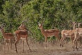 Male and female Impalas standing and looking around