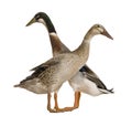 Male and female Indian Runner Duck, 3 years old Royalty Free Stock Photo