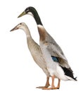 Male and female Indian Runner Duck, 3 years old Royalty Free Stock Photo