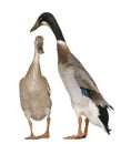 Male and female Indian Runner Ducks Royalty Free Stock Photo