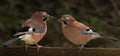 Male and female Jays