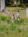 A male and a female Kangaroo Royalty Free Stock Photo