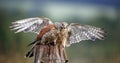 Male and female kestrel with a mouse