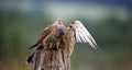 Male and female kestrel with a mouse