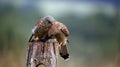 Male and female kestrel with a mouse