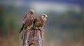 Male and female kestrel with a mouse