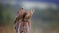Male and female kestrel with a mouse