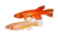 Male and female Killi Aphyosemion austral Hjersseni gold Aquarium fish Royalty Free Stock Photo