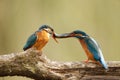 Male & female Kingfisher with fish