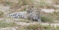 Male and female leopard getting together for mating in nature