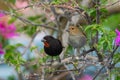 Male and female Lesser-Antillian Bullfinch