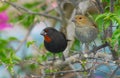 Male and female Lesser-Antillian Bullfinch