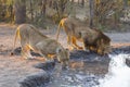 Male and female lion drinking water