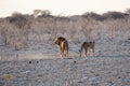 Male and Female Lion in Etosha National Park