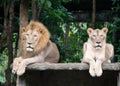 Male and female lion laying together