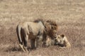 Male and female lion in Ngorongoro Crater Royalty Free Stock Photo