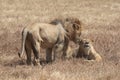 Male and female lion in Ngorongoro Crater Royalty Free Stock Photo