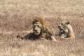 Male and female lion in Ngorongoro Crater Royalty Free Stock Photo