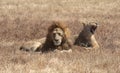 Male and female lion in Ngorongoro Crater Royalty Free Stock Photo