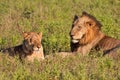 Male and female lion pair lying Royalty Free Stock Photo