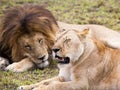 Male and female lion pair sleeping on green gras Royalty Free Stock Photo